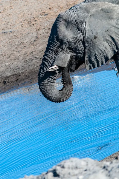 Primer Plano Del Tronco Elefante Africano Bebedor Loxodonta Africana Parque — Foto de Stock