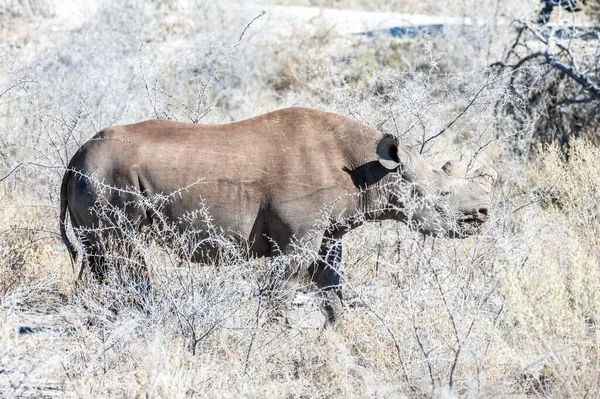 Czarny Rhinoceros Diceros Bicornis Jedzenie Peelingi Równinach Parku Narodowego Etosha — Zdjęcie stockowe