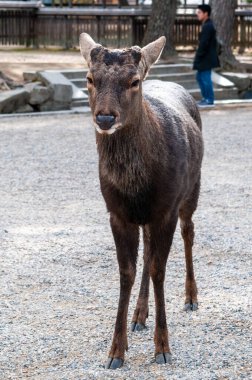 Nara, Japonya - 5 Ocak 2020. Nara parkında yürüyen bir geyik. Nara, Japonya 'da birçok tapınağı ve tapınağı ile ünlü tarihi bir şehirdir. Birçok insan yeni günün ilk günlerinde ziyarete gelir.
