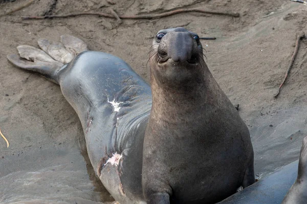 Elepant Foka Położona Plaży Elephant Seal Vista Point San Simeon — Zdjęcie stockowe