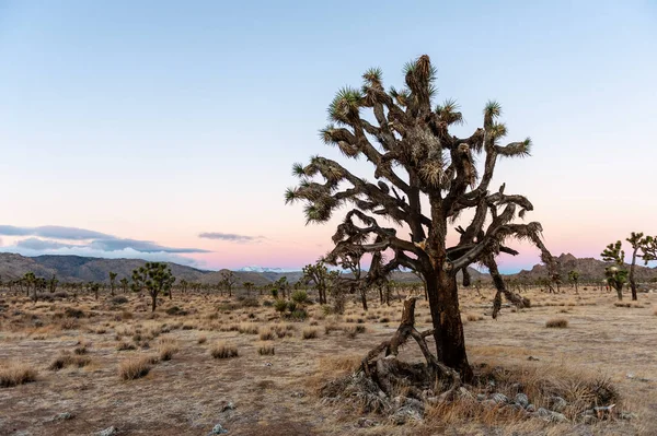 Overview Joshua Tree National Park Showing Sparsely Distributed Trees Scattered — Stock Photo, Image