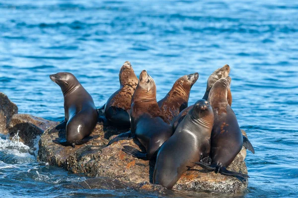 在一个阳光明媚的冬日下午 一群海狮在加利福尼亚蒙特利湾附近的岩石上休息 — 图库照片