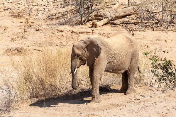 Африканский Слон Loxodonta Cana Пустыне Северо Западе Нигерии — стоковое фото