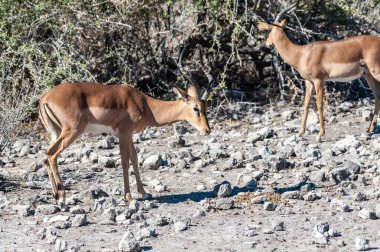 Impalas bir sürü closeup - Aepyceros melampus- Etosha Milli Parkı, Namibya ovalarında otlatma.