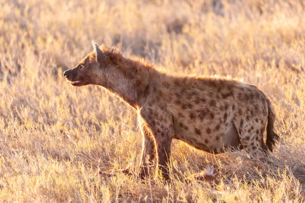 Gros Plan Une Hyène Tachetée Crocuta Crocuta Avec Une Proie — Photo