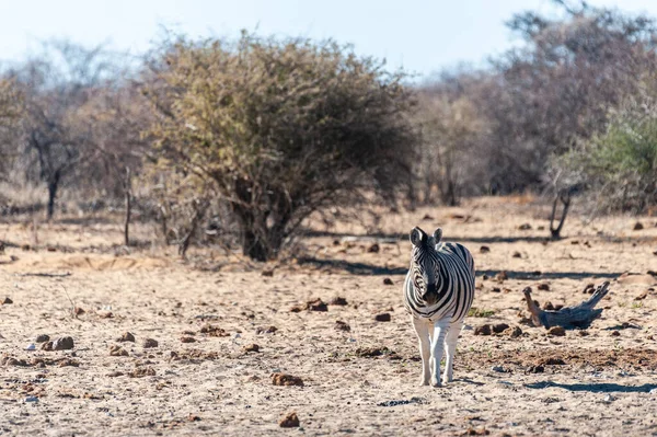 Δύο Burchells Plains Zebra Equus Quagga Burchelli Περπατώντας Στις Πεδιάδες — Φωτογραφία Αρχείου