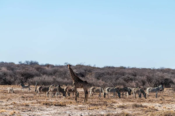 Närbild Halsen Angolansk Giraff Giraffa Giraffa Angolensis Står Slätterna Etosha — Stockfoto