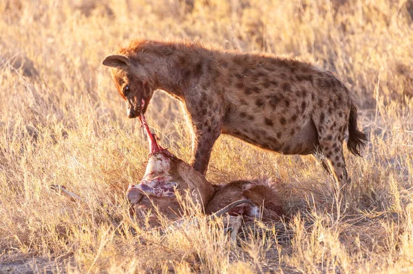 在纳米比亚埃托沙国家公园的日落黄金时间 一只斑点的海耶纳 克罗库塔克罗库塔与猎物的特写镜头 — 图库照片