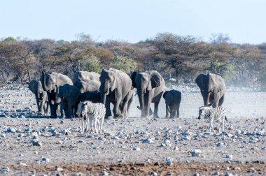 Büyük bir Afrika fili sürüsü -Loxodonta Afrikana- kararlı bir şekilde bir su birikintisine doğru yürüyor. Etosha Milli Parkı, Namibya.