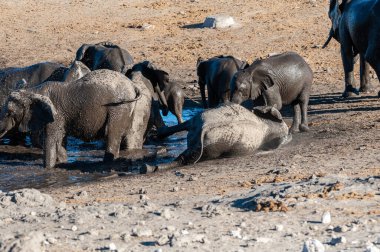 Afrika Filleri bir sürü -Loxodonta Africana- Etosha Milli Parkı, Namibya bir su birikintisi banyo.