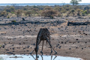 Bir Angolan Zürafa arkadan aydınlatmalı görüntü - Giraffa zürafa angolensis- Etosha Milli Parkı'nda bir su birikintisi içiyor. Zürafalar içerken en savunmasız olandır..
