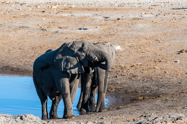 Dos Elefantes Africanos Masculinos Loxodonta Africana Parados Uno Lado Del —  Fotos de Stock