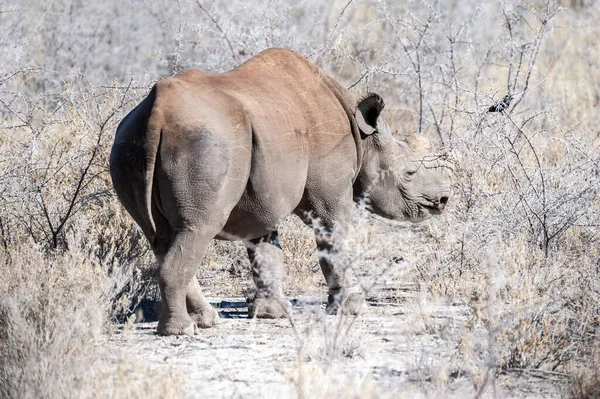 Rinoceronte Negro Diceros Bicornis Comiendo Matorrales Las Llanuras Del Parque —  Fotos de Stock