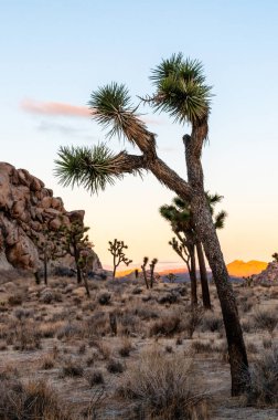 Joshua Tree Ulusal Parkı 'nda güzel bir gün batımı