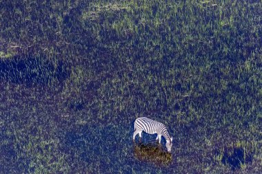 Zebra grubunun hava görüntüsü, Equus quagga chapmani, Okavango deltası, Botswana 'da otluyor..