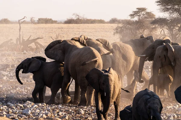 Skupina Slonů Kteří Přikryli Špínou Poté Vykoupali Vodní Díře Národní — Stock fotografie