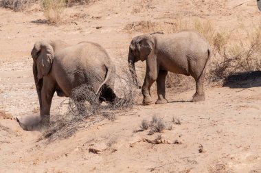 Kuzey Batı Namibya 'da çölde başıboş dolaşan iki Afrika çöl fili Loxodonta Afrikana' nın yakınlaşması..