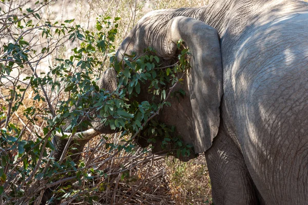 Κοντινό Πλάνο Ενός Ελέφαντα Της Ερήμου Που Τρώει Φύλλα Από — Φωτογραφία Αρχείου