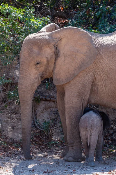 Κοντινό Πλάνο Ενός Ενήλικου Αφρικανικού Ελέφαντα Ερήμου Loxodonta Africana Και — Φωτογραφία Αρχείου