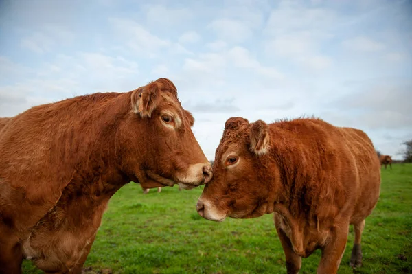 Flandres Oriental Bélgica Novembro 2020 Close Duas Vacas Olhando Afetivamente — Fotografia de Stock