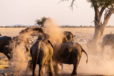 Bir grup pf fili, bir su birikintisinde banyo yaptıktan sonra kendilerini pisliğe buladı. Etosha Milli Parkı, Namibya.