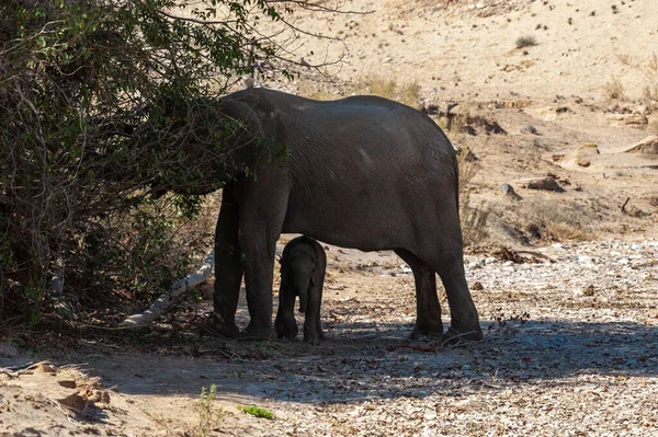 Κοντινό Πλάνο Ενός Ελέφαντα Της Ερήμου Που Ταΐζει Μοσχάρι Της — Φωτογραφία Αρχείου