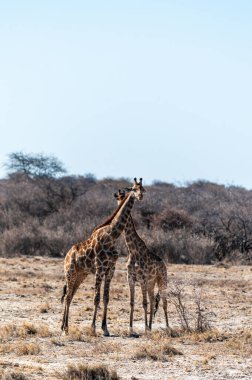 İki Angola Zürafası - Züraffa Zürafası - Etosha Ulusal Parkı, Namibya uçaklarında duruyor..