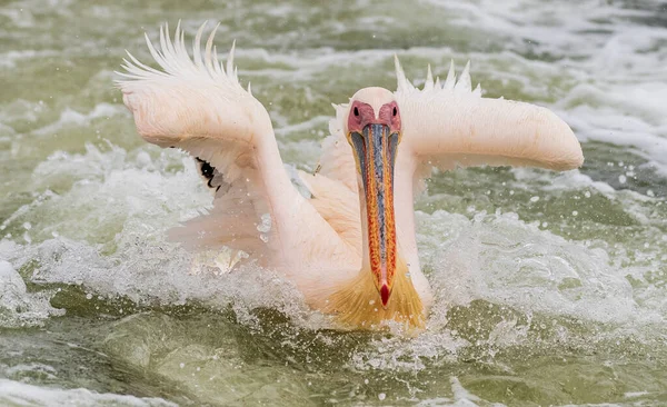 Close-up of a pelican landing in the wake of a boat.