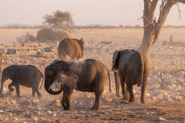 Bir grup pf fili, bir su birikintisinde banyo yaptıktan sonra kendilerini pisliğe buladı. Etosha Milli Parkı, Namibya.