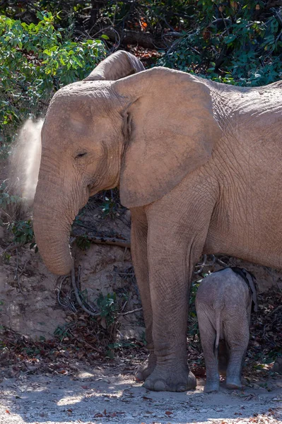 Κοντινό Πλάνο Ενός Ενήλικου Αφρικανικού Ελέφαντα Ερήμου Loxodonta Africana Και — Φωτογραφία Αρχείου