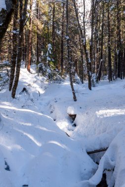 Yosemite Ulusal Parkı 'ndaki Mariposa Korusu' na giden karla kaplı yürüyüş yolunun dışı..