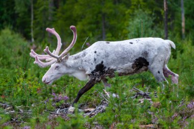 Kuzey Finlandiya 'da ormandan çıkan bir ren geyiğinin yakın çekimi