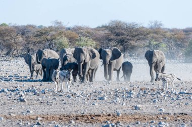 Büyük bir Afrika fili sürüsü -Loxodonta Afrikana- kararlı bir şekilde bir su birikintisine doğru yürüyor. Etosha Milli Parkı, Namibya.