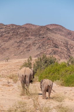 Kuzey Batı Namibya 'da çölde başıboş dolaşan iki Afrika çöl fili Loxodonta Afrikana' nın yakınlaşması..