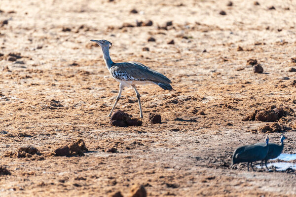 The Kori Bustard -Ardeotis kori- is considered to be the largest flying bird of Africa. Here it is seen walking on the plains of Etosha National Park, Namibia.