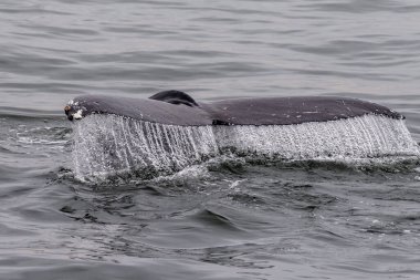 Detailed close-up of a the tail fin of a diving whale. Walvis Bay, Namibia.