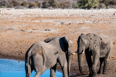 İki Erkek Afrika Fili -Loxodonta Africana- kavga için birbirlerine meydan okuyorlar. Etosha Ulusal Parkı, Namibya.
