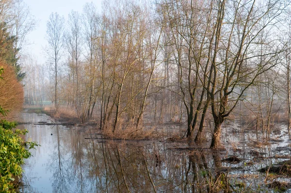 A quiet early morning scene with a light mist covering a tree filled landscape in east flanders, Belgium.
