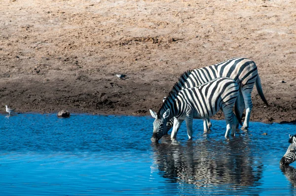 一只布尔切斯平原斑马 埃库斯夸加 布切利 在纳米比亚埃托沙国家公园的水坑里喝水 — 图库照片