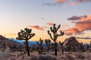 Joshua Tree Ulusal Parkı 'nın genel bakış açısına göre kaya oluşumlarına dağılmış seyrek dağılmış ağaçlar görülüyor. Pembe bulutlar yükselen güneşi vurgular.