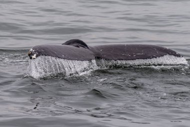 Detailed close-up of a the tail fin of a diving whale. Walvis Bay, Namibia.