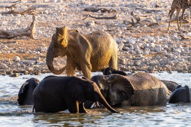 Namibya 'daki Etosha Ulusal Parkı' ndaki bir su birikintisinde altın saat boyunca banyo yapan bir fil sürüsü..