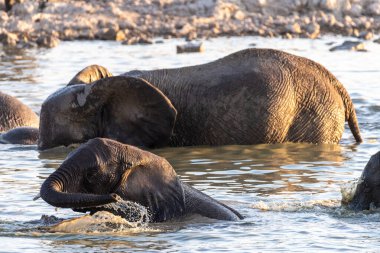 Baby elephant taking a bath in a waterhole in Etosha National Park, Namibia.