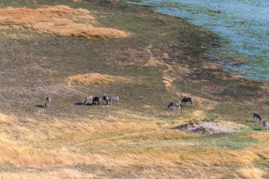 Aerial shot of a herd of Zebras grazing in the Okavango delta wetlands in Botswana.