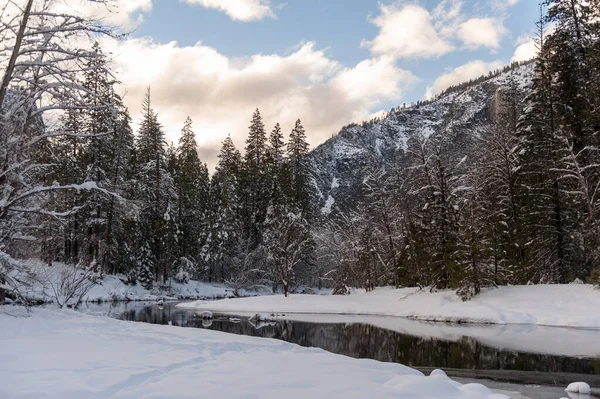 Snow Covered Trees Line Merced River Yosemite Valley Late Winter — Stok fotoğraf