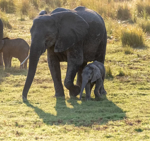 포토는 보츠와 초베강 거닐고 아프리카 코끼리 코끼리의 사진을 찍었다 — 스톡 사진