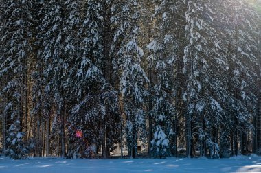 A group of snow-covered trees in Yosemite national park is highlighted by a backlit sun.