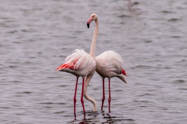 Close-up of two closely embraced Flamingos standing in Water. Walvis Bay, Namibia.