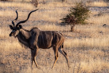 Telephoto shot of a greater kudu -Tragelaphus strepsiceros- in Etosha National Park, Namibia.