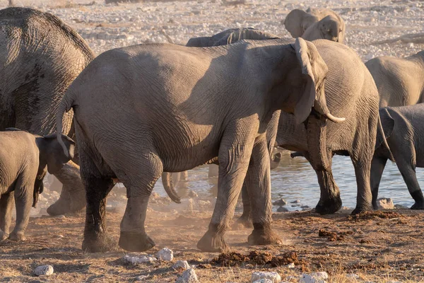 Telephoto Shot Herd African Elephant Loxodonta Africana Taking Bath Waterhole — 스톡 사진